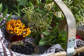 Foraging Asset 04