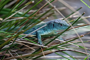 Lizard06.23