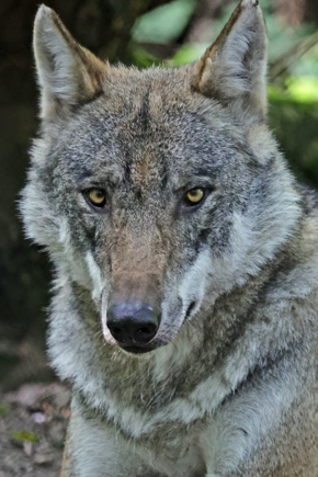 Wolf2