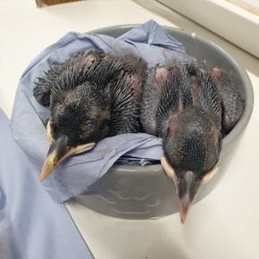 Two Week Old Chicks E Corry 2023