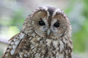 Tawny owl