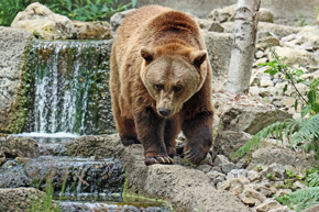 Bear Edge Of Pond