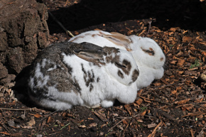 Rabbits Sleeping