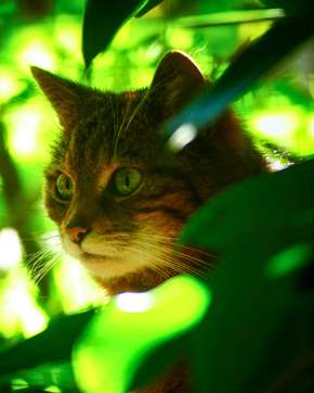 4. Wildwood Calendar 2026 (Devon)