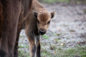 Bison Calf 20 Nov2023 (Donovan Wright)
