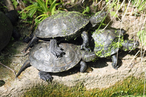 Terrapin