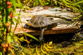 Pond Turtles 3
