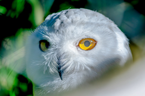 2024.11.28 Snowy Owl 4By3