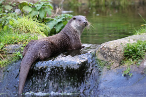 Otter Posing