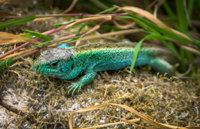 2024.11.28 Ocellated Lizard 3By2