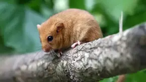Hazeldormouse1 1 1200X1200
