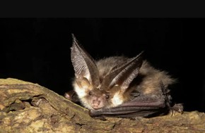 Brown Long Eared Bat