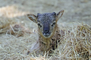 Soay Baby