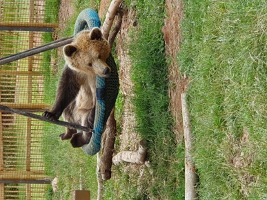 Brown Bear Swing