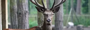 Reddeer3 2500X1500