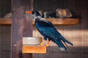 Choughs 03