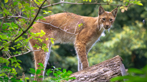 2. Summer Evening (Devon)