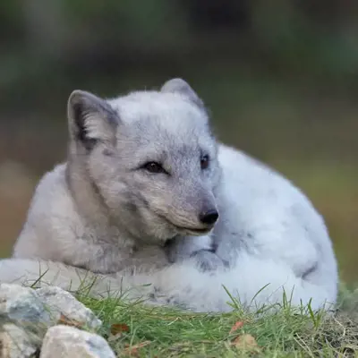 Guardian
