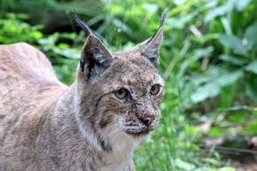Lynx Walking