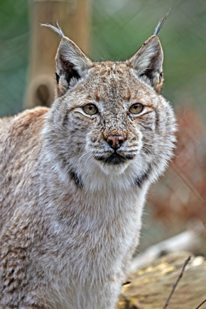Lynx Face