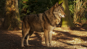 3. Summer Evening (Devon)