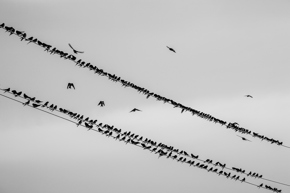 Swallows (Donovan Wright)