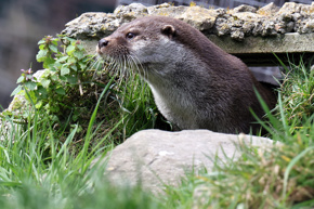 Otter Basking
