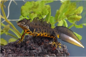 GCN Amphibian Course