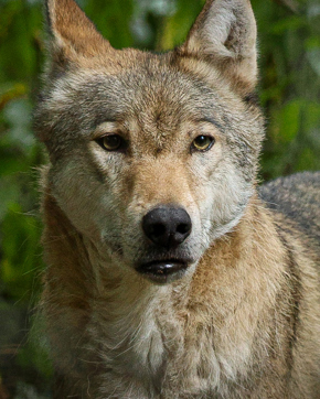 5. Wildwood Calendar 2026 (Devon)