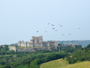 Chough Dover Castle 2024 Credit Liz Corry Wildwood Trust