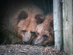 Belgium Bears 2