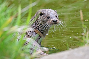 Otter Profile