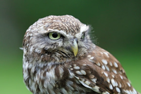 Little owl