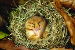 Dormouse Sleeping Dave Butcher IMG 4484