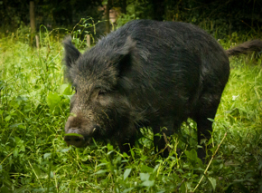 Boar Grasss 12