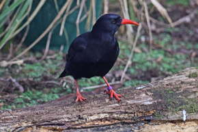 Chough2