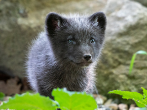 Arctic Fox Baby