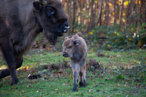 Bison Calf 16 Nov2023 (Donovan Wright)