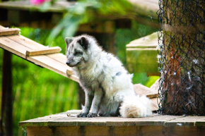 Arctic Foxes 08