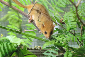 Dormouse