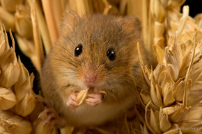 Dormouse2