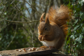 Squirrel201