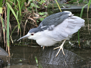 Night heron