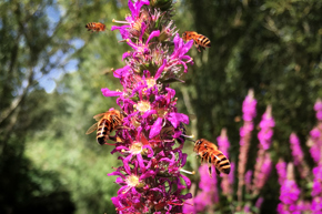 2024.11.28 Honey Bees 4By3