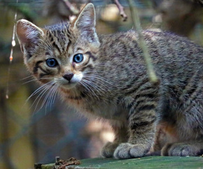 Daveb Wildcat Kitten Bright