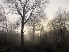 Silhouette Jan'22 (Donovan Wright)