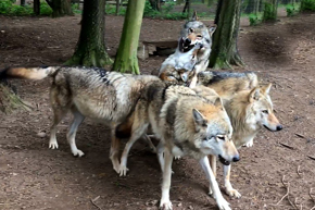 Wolf Web Asset 05