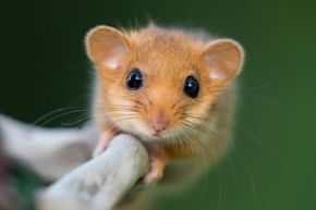 Dormouse4