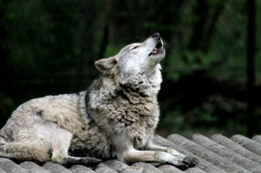 Wolf howling