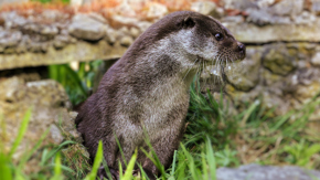 3. Summer Evening (Kent)